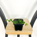 Ficus Pumila Minima Creeping Fig