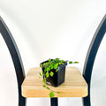 Ficus Pumila Quercifolia Mini Oak Leaf Fig | The Plant Boys