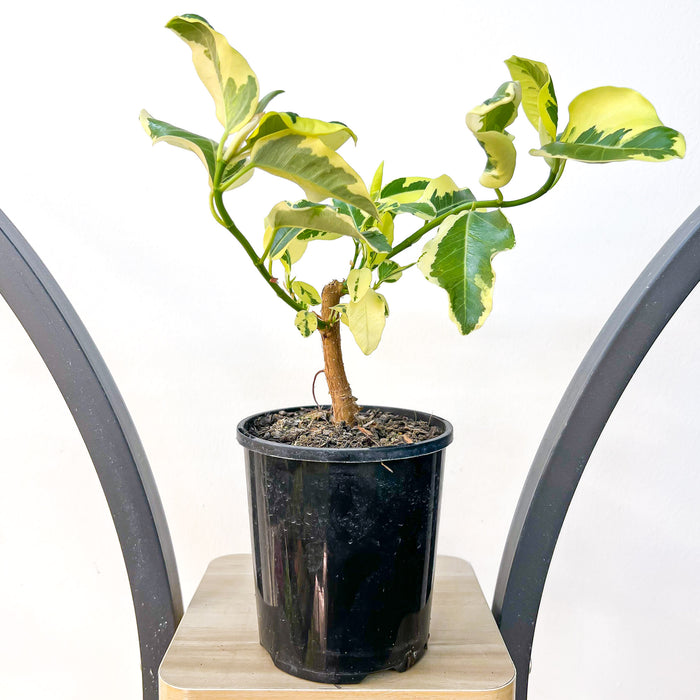 Ficus Rubiginosa Variegata | The Plant Boys
