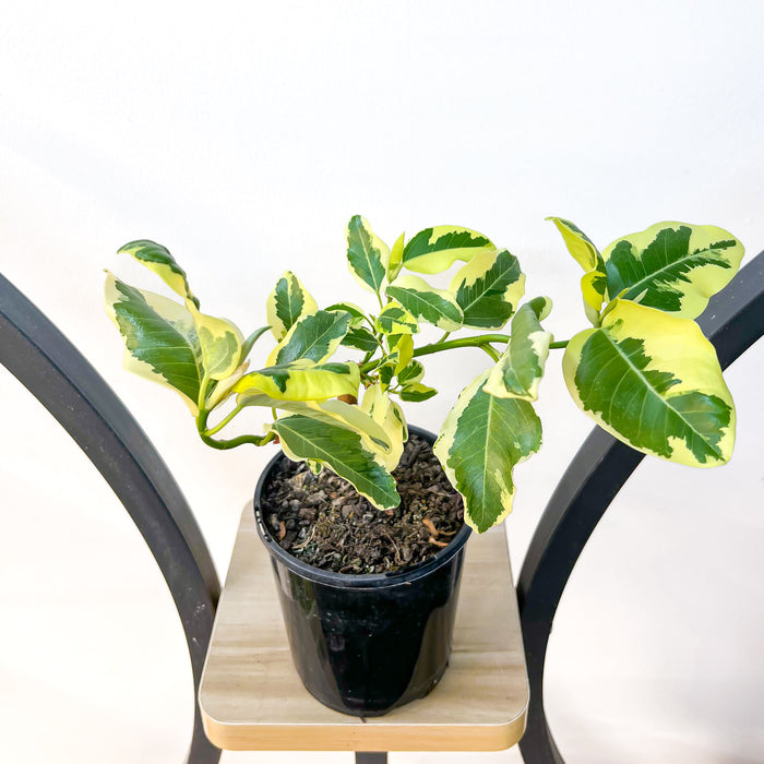 Ficus Rubiginosa Variegata | The Plant Boys
