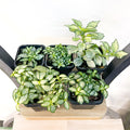 Fittonia Nerve Plant | The Plant Boys