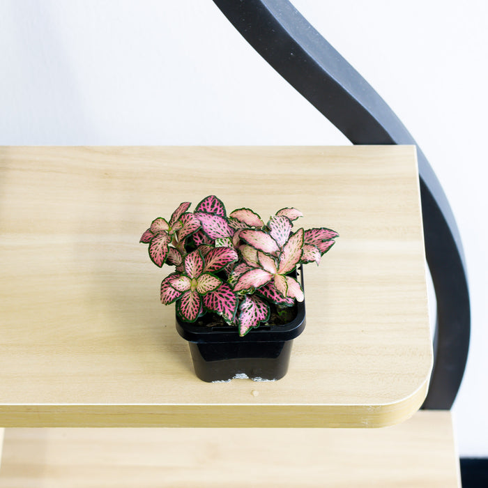 Fittonia Nerve Plant | The Plant Boys