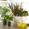 Florist Designed Blooming and Green Plants in a Basket – BUEHLER'S FLORAL, Wooster OH