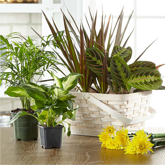 Florist Designed Blooming and Green Plants in a Basket – BUEHLER'S FLORAL, Wooster OH