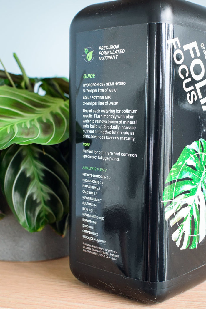 Foliage Focus | The Plant Boys