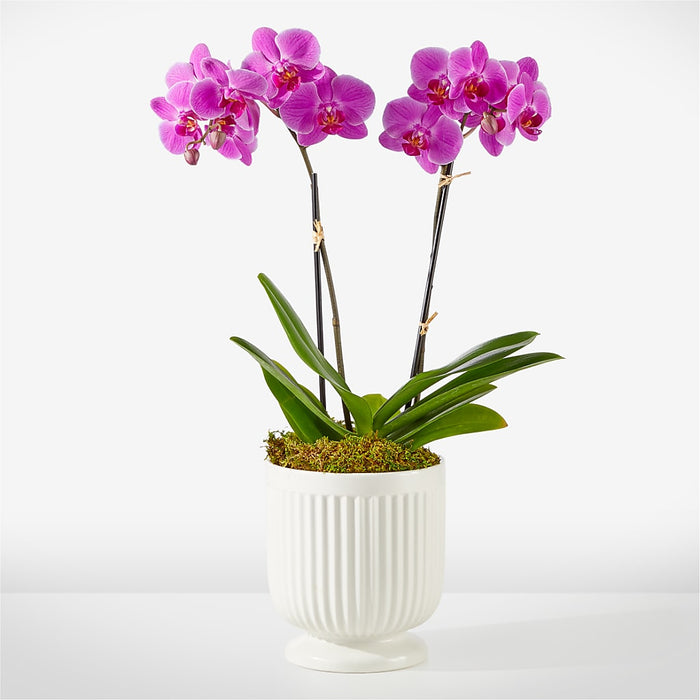 Friendly Fuchsia Orchid – BUEHLER'S FLORAL, Wooster OH