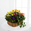 Gentle Blossoms Basket – BUEHLER'S FLORAL, Wooster OH