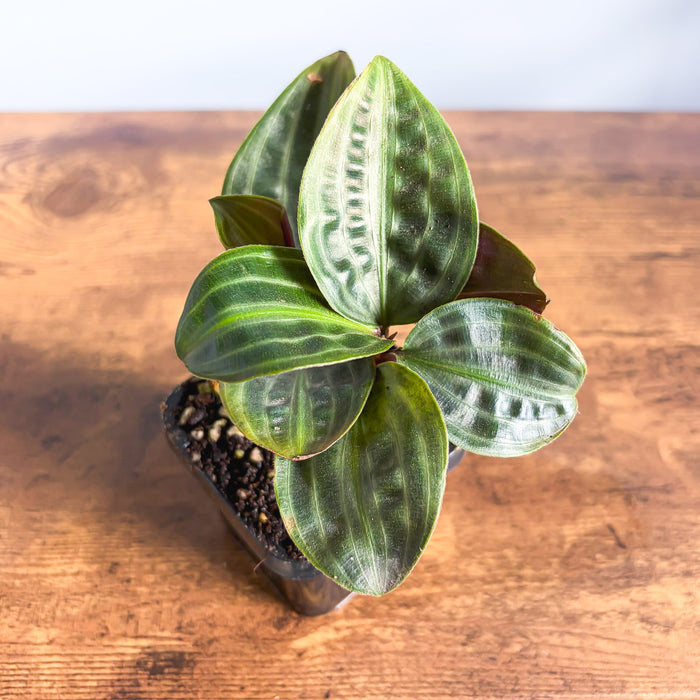 Geogenanthus Seersucker Plant | The Plant Boys