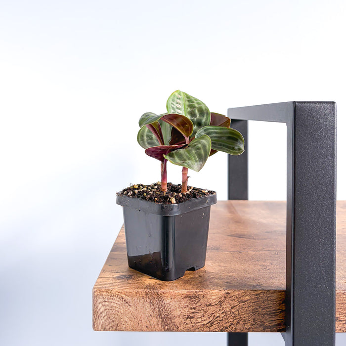 Geogenanthus Seersucker Plant | The Plant Boys