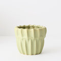 Haili Pot | The Plant Boys