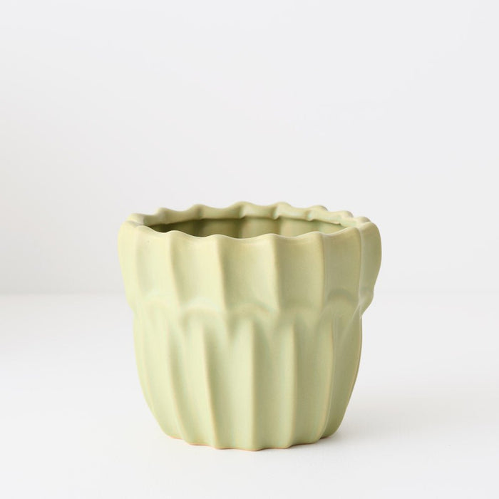 Haili Pot | The Plant Boys