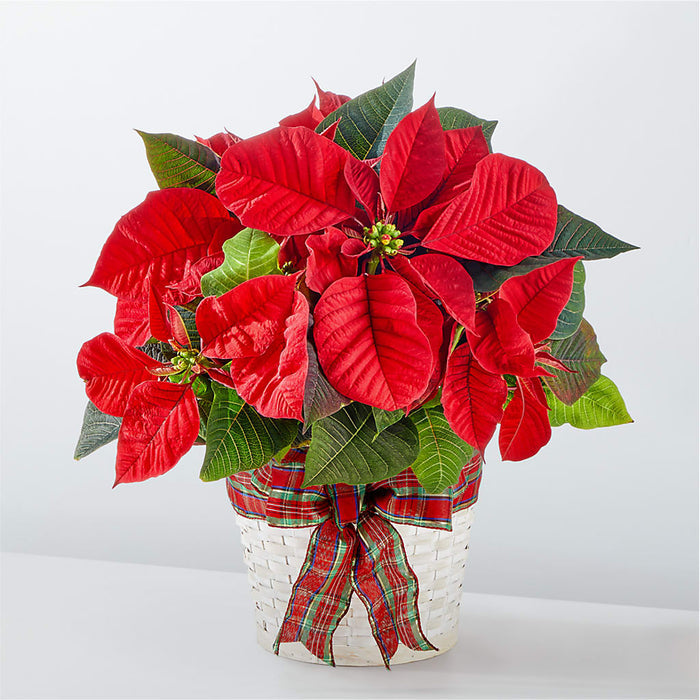 Happiest Holidays Poinsettia – BUEHLER'S FLORAL, Wooster OH