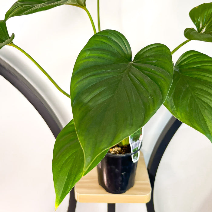 Homalomena Black (Large) | The Plant Boys