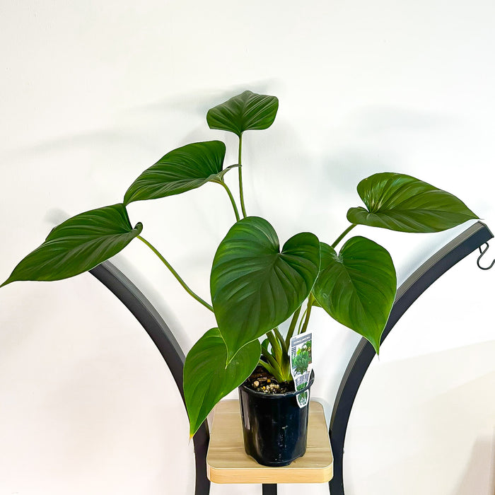 Homalomena Black (Large) | The Plant Boys