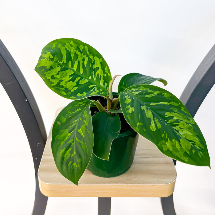 Homalomena Camouflage | The Plant Boys