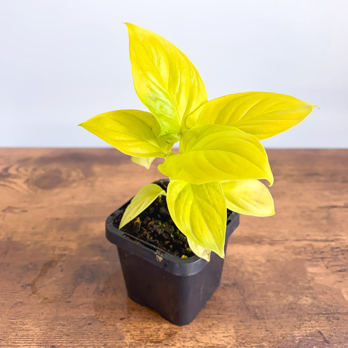 Homalomena Golden Hibiscus | The Plant Boys