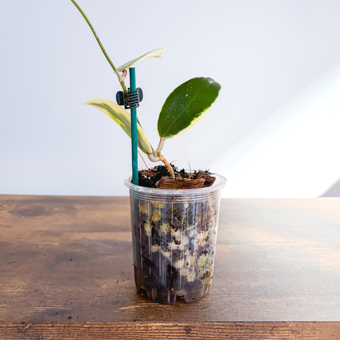 Hoya Acuta Variegata | The Plant Boys