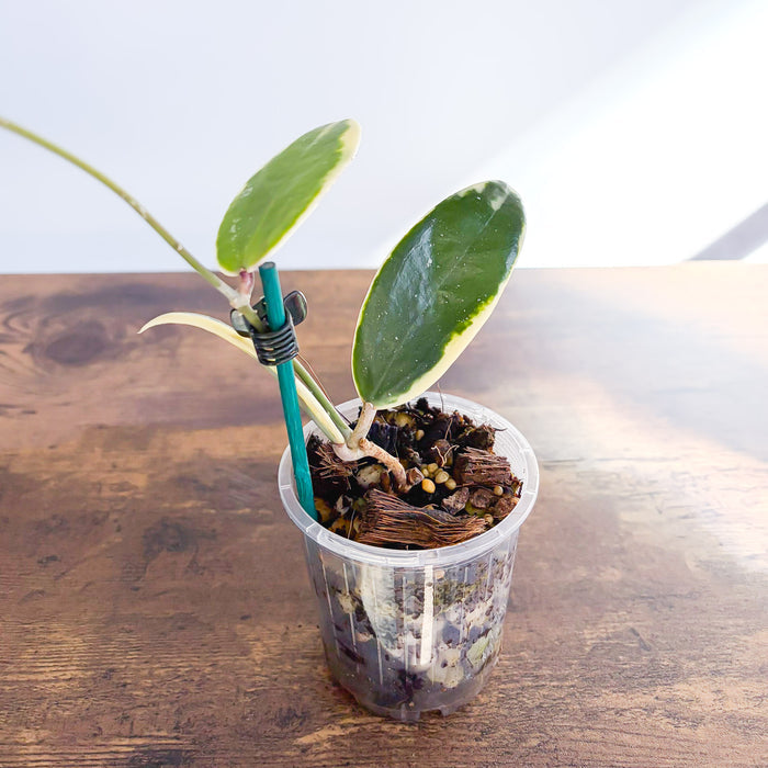 Hoya Acuta Variegata | The Plant Boys