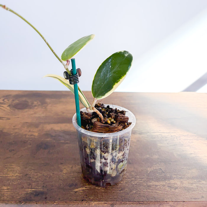 Hoya Acuta Variegata | The Plant Boys
