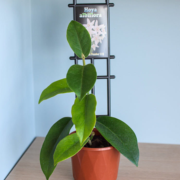 Hoya Albiflora | The Plant Boys