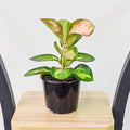 Hoya Australis Lisa | The Plant Boys
