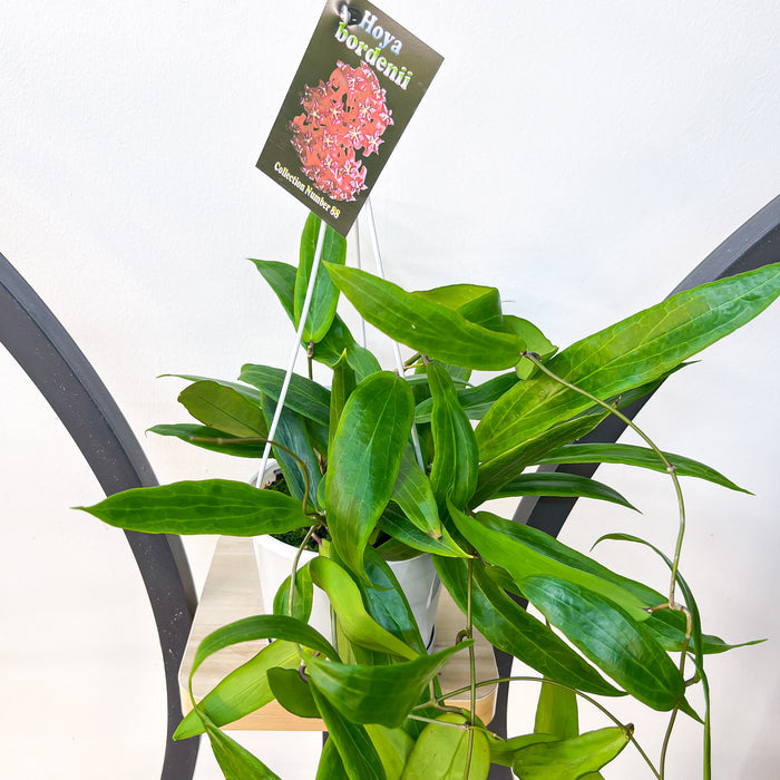 Hoya Bordenii | The Plant Boys