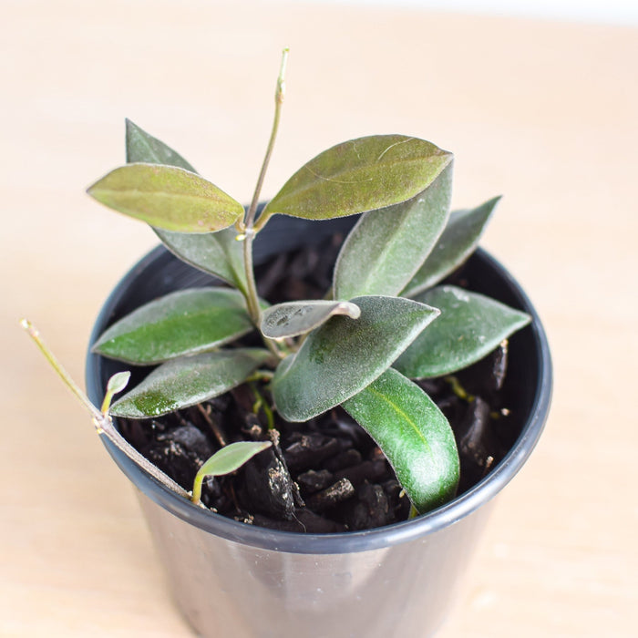 Hoya Burtoniae | The Plant Boys