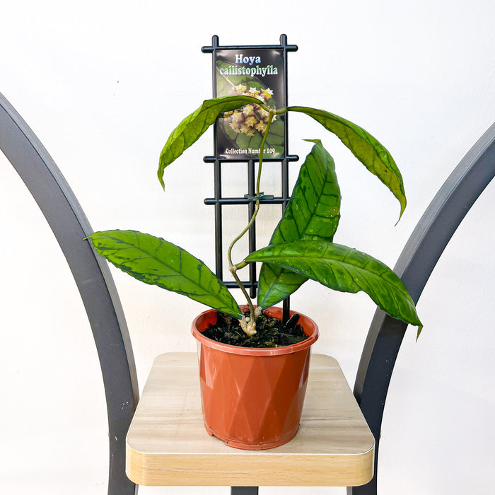 Hoya Callistophylla | The Plant Boys