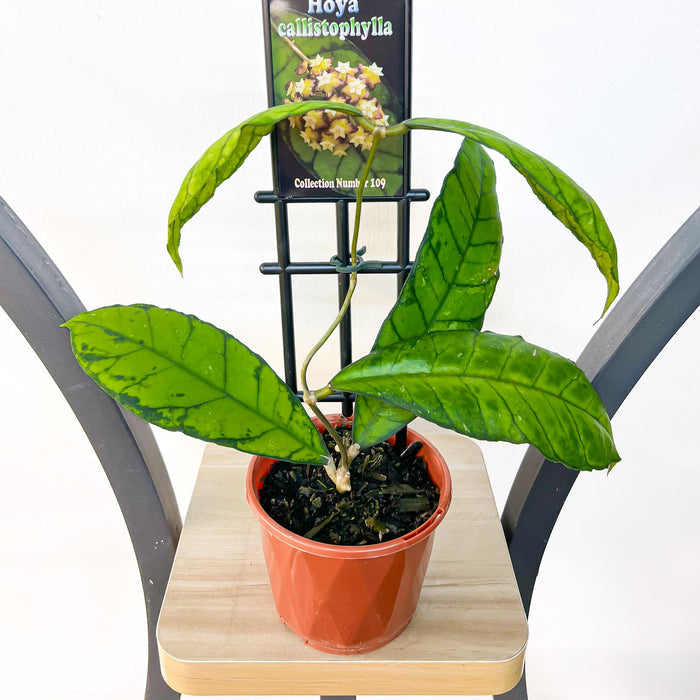 Hoya Callistophylla | The Plant Boys