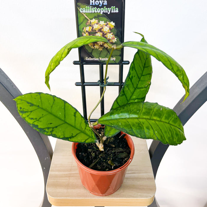 Hoya Callistophylla | The Plant Boys
