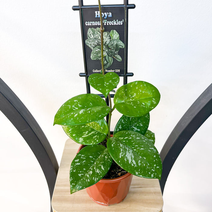 Hoya Carnosa Freckles | The Plant Boys