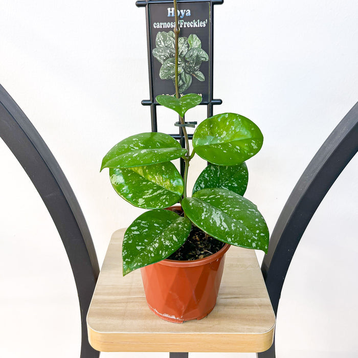 Hoya Carnosa Freckles | The Plant Boys