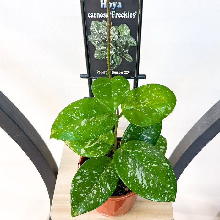 Hoya Carnosa Freckles | The Plant Boys