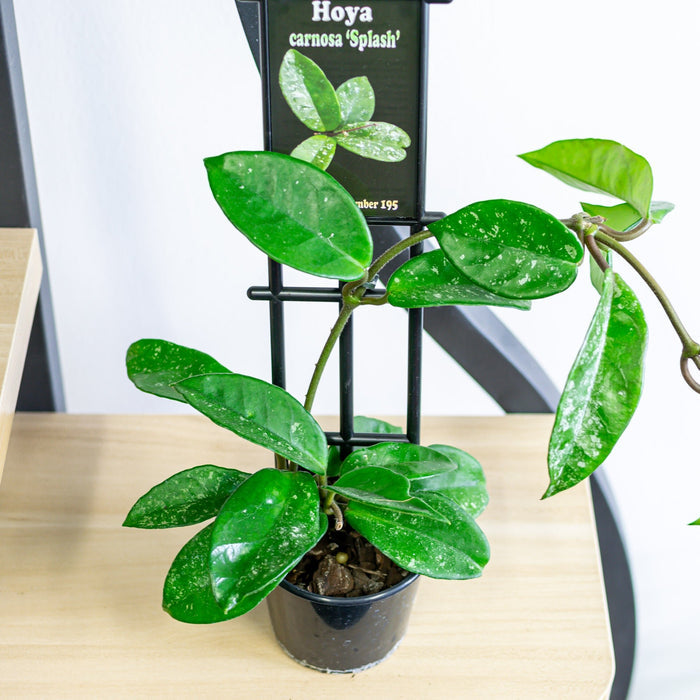 Hoya Carnosa Splash | The Plant Boys