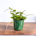 Hoya Chouke | The Plant Boys