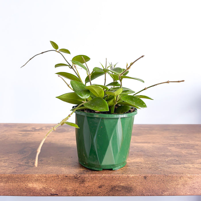 Hoya Chouke | The Plant Boys