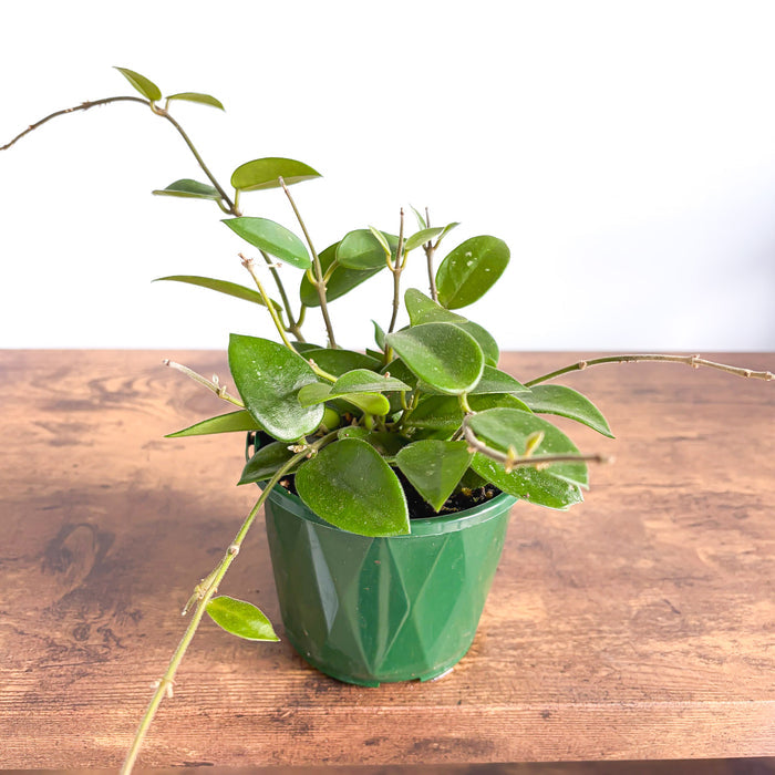 Hoya Chouke | The Plant Boys