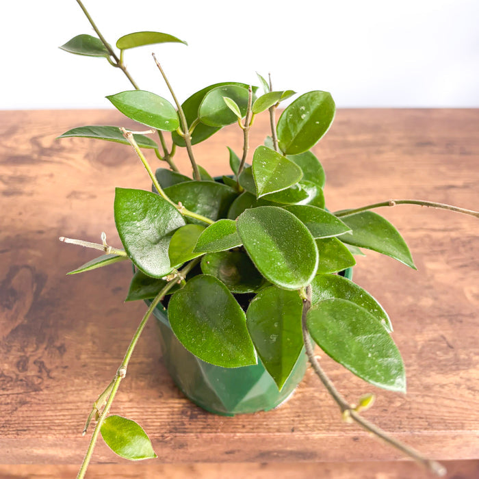 Hoya Chouke | The Plant Boys
