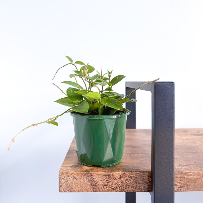 Hoya Chouke | The Plant Boys