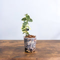 Hoya Cumingiana Albomarginata | The Plant Boys