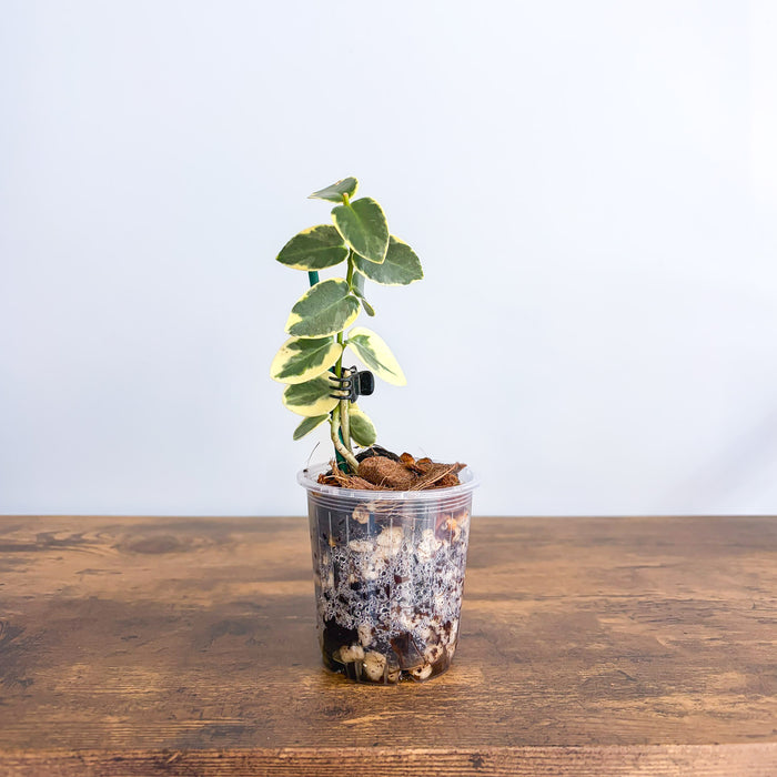 Hoya Cumingiana Albomarginata | The Plant Boys