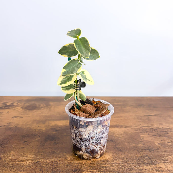 Hoya Cumingiana Albomarginata | The Plant Boys