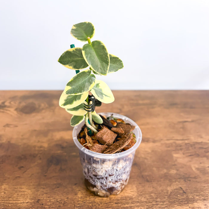Hoya Cumingiana Albomarginata | The Plant Boys