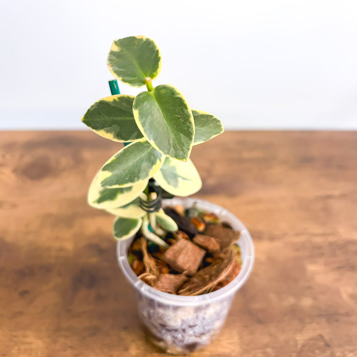 Hoya Cumingiana Albomarginata | The Plant Boys
