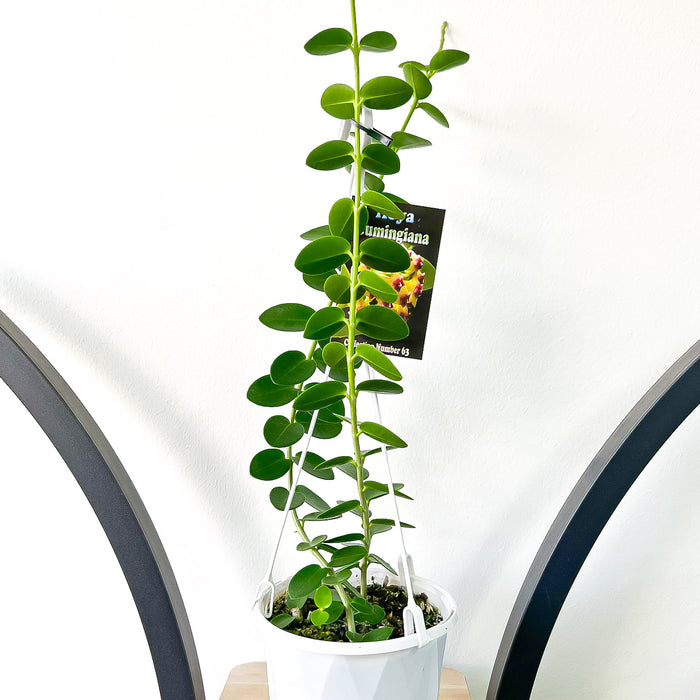 130mm Hanging Basket