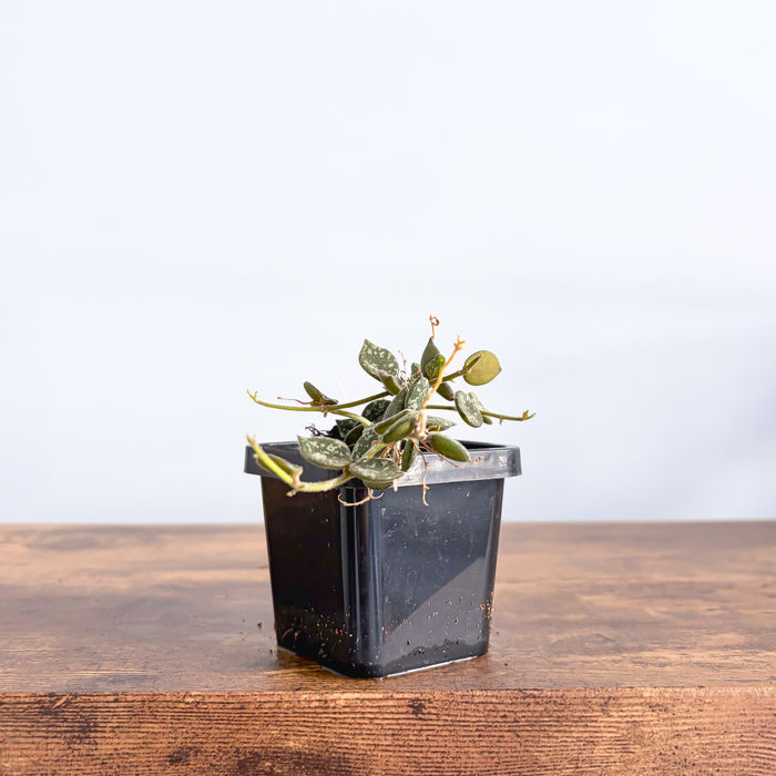 Hoya Curtisii | The Plant Boys