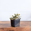 Hoya Curtisii | The Plant Boys