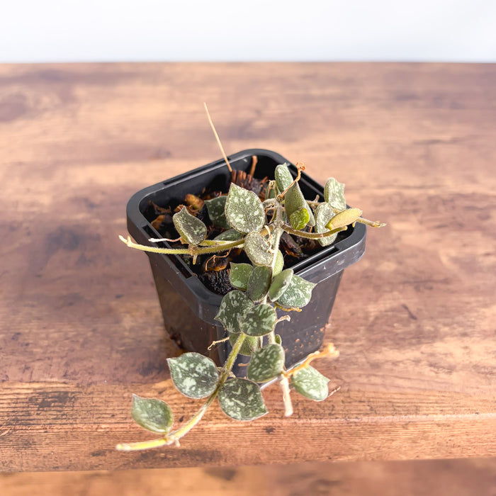 Hoya Curtisii | The Plant Boys
