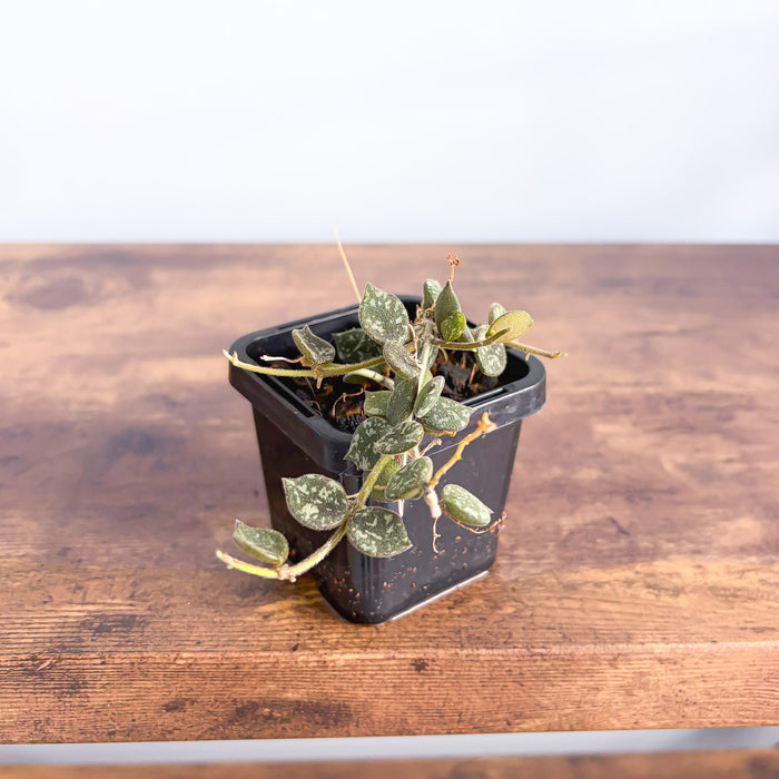 Hoya Curtisii | The Plant Boys