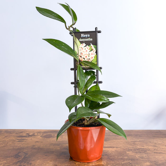 100mm Pot